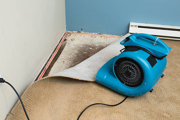 Best Flood damage cleanup  in Fox Lake, WI
